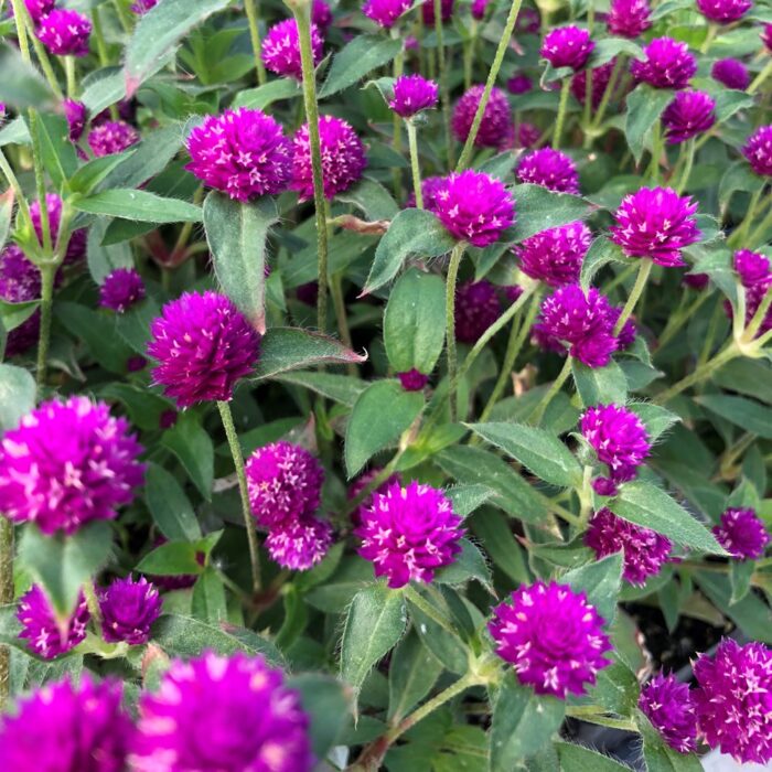 Gomphrena Globosa Purple Color Flower Seeds Pack Of 30 | Indoor And Outdoor | for Planting in Home Kitchen Terrace Balcony Gardening
