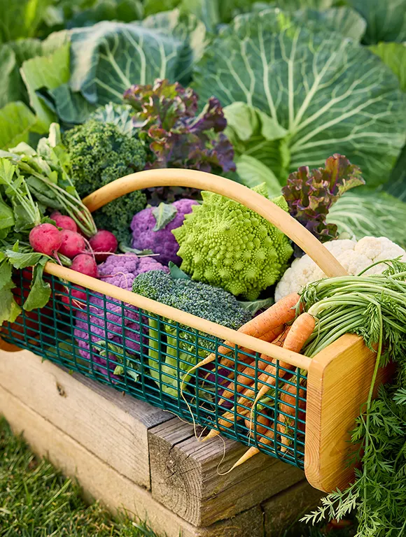 Fall_Gardening_Tips_1
