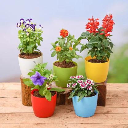 nurserylive-flowering-plants-category-image-505581_416x416