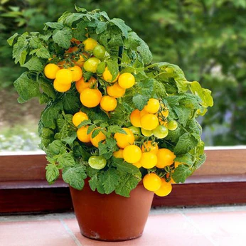 nurserylive-fruit-plants-category-image-692545_346x346