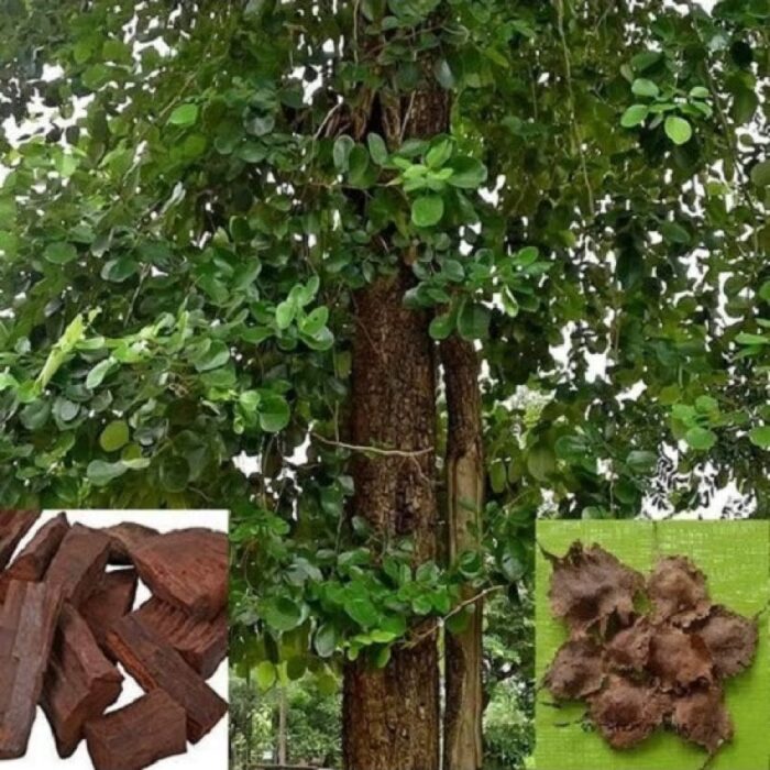 buy Red Sandalwood seeds online premium packaging pack