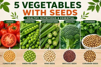 Infographic showing five vegetables with seeds including tomato, green pea, lady finger (okra), broccoli, and coriander with their respective seeds displayed below.